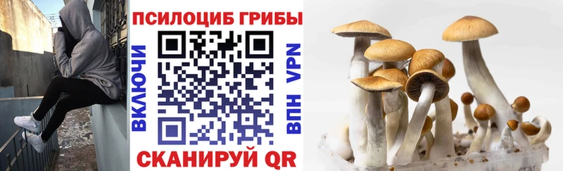Псилоцибиновые грибы ЛСД  дарк нет как зайти  Минусинск 